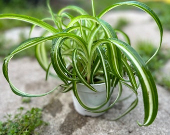 4” pot live spider Bonnie plant Variegated curly spider plant low light need air purifier Chlorophytum comosum