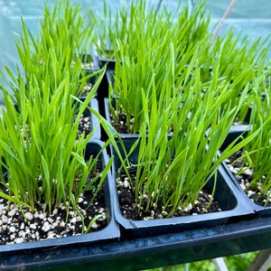 4” pot live plant cat grass/wheatgrass live plant/gift/green latte