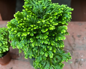 4” pot Frosty Fern, frosted fern, Krauss’s spike moss or club moss, African club moss indoor plant easy care