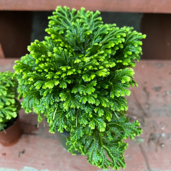 4” pot Frosty Fern, frosted fern, Krauss’s spike moss or club moss, African club moss indoor plant easy care