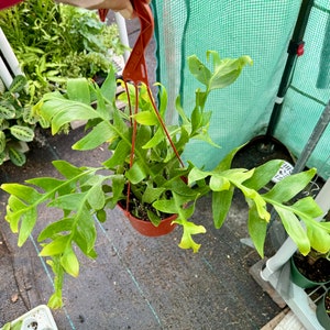 6” pot Rare Sharktooth Cactus/SelenicereusChrysocardium/Epiphyllum Chrysocardium/Sharktooth Fern/Fern Leaf Cactus/easy care