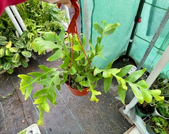 6” pot Rare Sharktooth Cactus/SelenicereusChrysocardium/Epiphyllum Chrysocardium/Sharktooth Fern/Fern Leaf Cactus/easy care