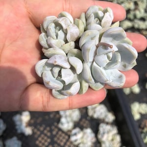 2.5 inch wide lmport Echeveria snow rabbit/ ship bare roots/ rare plant/ succulent collection