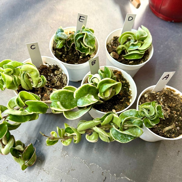 4” pot Fully rooted and new growing Variegated Hoya Carnosa Compacta/ Exact plant