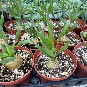 4” pot Albuca concordiana/fully rooted/easy care/rare plant/ succulent collection/spring grass/curly grass/In Dormancy NO leaves now