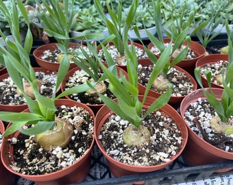 4” pot Albuca concordiana/fully rooted/easy care/rare plant/ succulent collection/spring grass/curly grass/In Dormancy NO leaves now