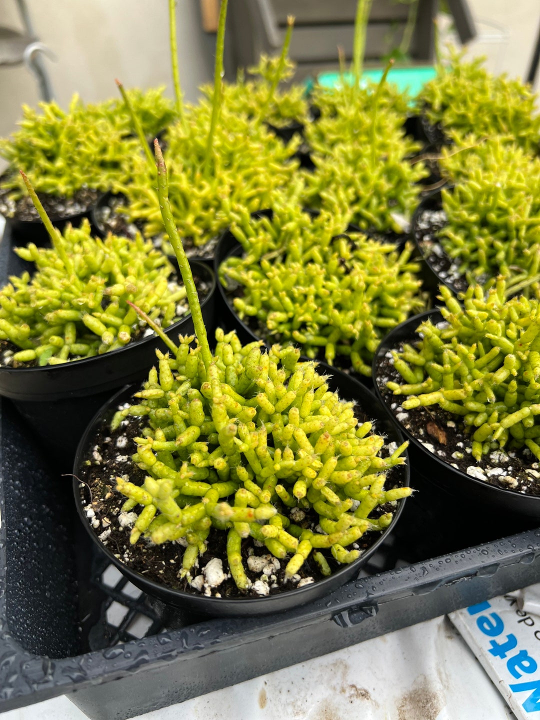 4 Pot Rhipsalis Cereuscula/coral Cactus/mistletoe Cactus/shrubby Cactus