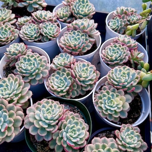 May include: A collection of potted succulents with pale green and pink-tinged leaves. The plants are arranged in white and green pots, creating a visually appealing display. The image showcases a variety of succulent plants, perfect for home or garden decor.
