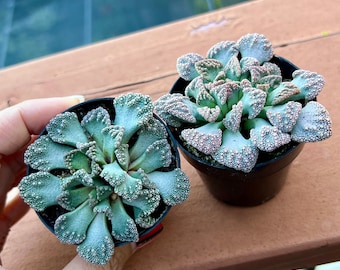 2” pot Titanopsis calcareum/Fully rooted NOT a bare root plant/ Rare succulent/ succulent collection