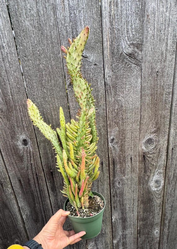 6 Pot XXL Over 1ft Tall Variegated Dwarf Opuntia Monacantha Variegata /  Variegated Dwarf Joseph's Coat/ Dwarf Variegated Cactus - Etsy