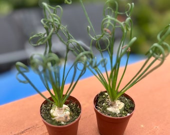 2” pot frizzle sizzle /Albuca spiralis/corkscrew albuca/ easy care