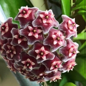 4” Hoya Publicalyx Speckled/Wax plant/Wax flower/ Hoya collection/Good for gift