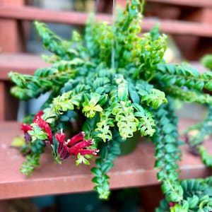 8”pot XXL full and long Curly Lipstick Plant/Aeschynanthus curly lipstick/hard to find this size and quality