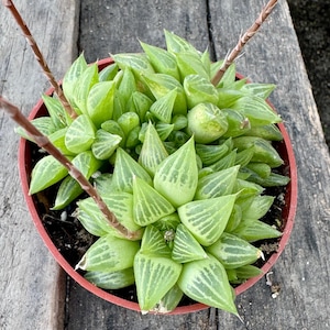 4” pot Haworthia Turgida/Haworthia collection/succulent DIY/gift