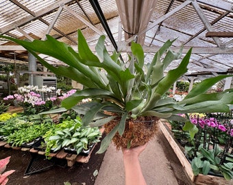 HUGE Staghorn Fern/Platycerium biforcatum/Exotic Houseplant/low light need/indoor plant/easy care/hard to find size