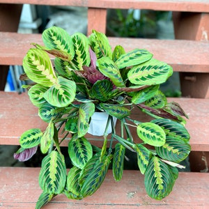 OVER size 6” pot XXXL Prayer Plant/Maranta Leuconeura/red Prayer plant/hard to find size/good for gift/easy care