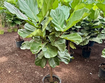 4ft tall Ficus lyrata tree/fiddle-leaf fig/banjo fig/fiddle-leaved fig tree/indoor tree/houseplant/tropical plant