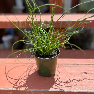 4 or 2 Inch Pot Live Plant Corkscrew Rush/juncus Effusus/twisted Rush ...