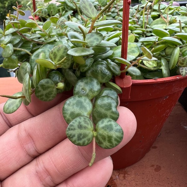 String of Turtles Plant Etsy