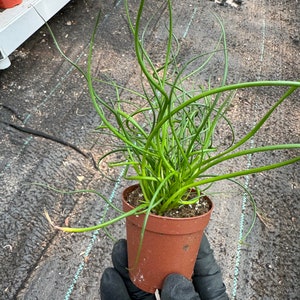 4 or 2 Inch Pot Live Plant Corkscrew Rush/juncus Effusus/twisted Rush ...