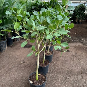 4~5ft tall Ficus Audrey Live Plant/Ficus Benghalensis/ Beautiful Ornamental Interior Treet/Perfect for Home or office