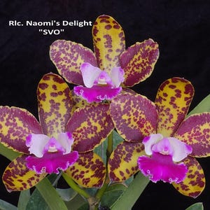 May include: Close-up of three Cattleya orchids, Rlc. Naomi's Delight "SVO", with yellow petals speckled with maroon. The flowers have a white and magenta lip, and green leaves. The background is black.