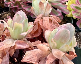 4” pot Aeonium pink rose/ turn pink in summer/fully rooted/good for gift/Aeonium collection