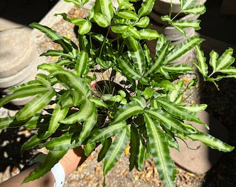 4” pot Variegated Albo fern /Cretan Brake Fern/ Brake Fern/silver ribbon fern/Pteris cretica var albolineata easy care