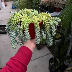 6” pot Sedum morganianum/donkey tail/burro’s tail/easy care/ good for gift