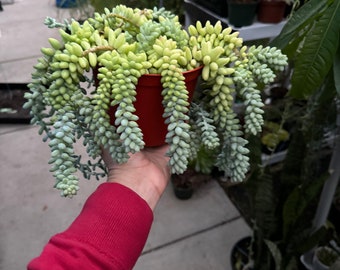 6” pot Sedum morganianum/donkey tail/burro’s tail/easy care/ good for gift