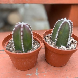 4” pot Lophocereus marginatus/ ship with pot