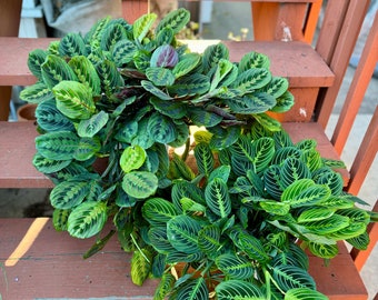 8” pot XXXL Maranta Lemon Lime or RED/prayer plant/air purifier/indoor plant/ Live plant house plant hard to find this size/