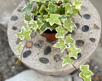 4” pot Variegated English ivy/ Hedera helix variegated ivy green and white / easy care indoor outdoor