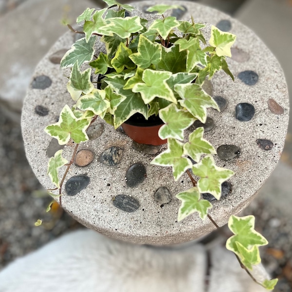 4” pot Variegated English ivy/ Hedera helix variegated ivy green and white / easy care indoor outdoor