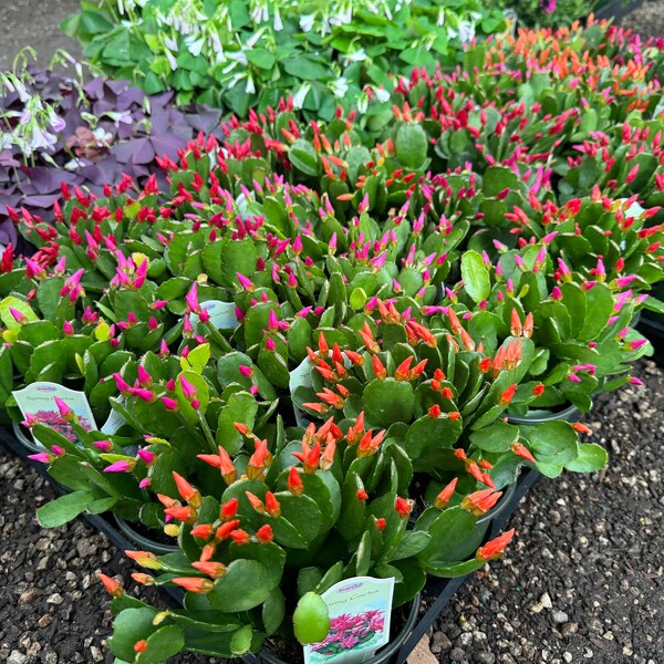 2” pot Pink/Red/Orange Easter Cactus/ flowering now!!