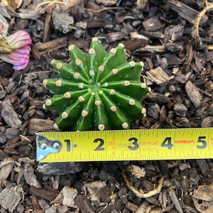 May include: A green cactus with yellow spines, approximately 3 inches in diameter, rests on a bed of brown mulch. A yellow measuring tape is placed next to the cactus, showing its size. A pink flower is visible in the background.