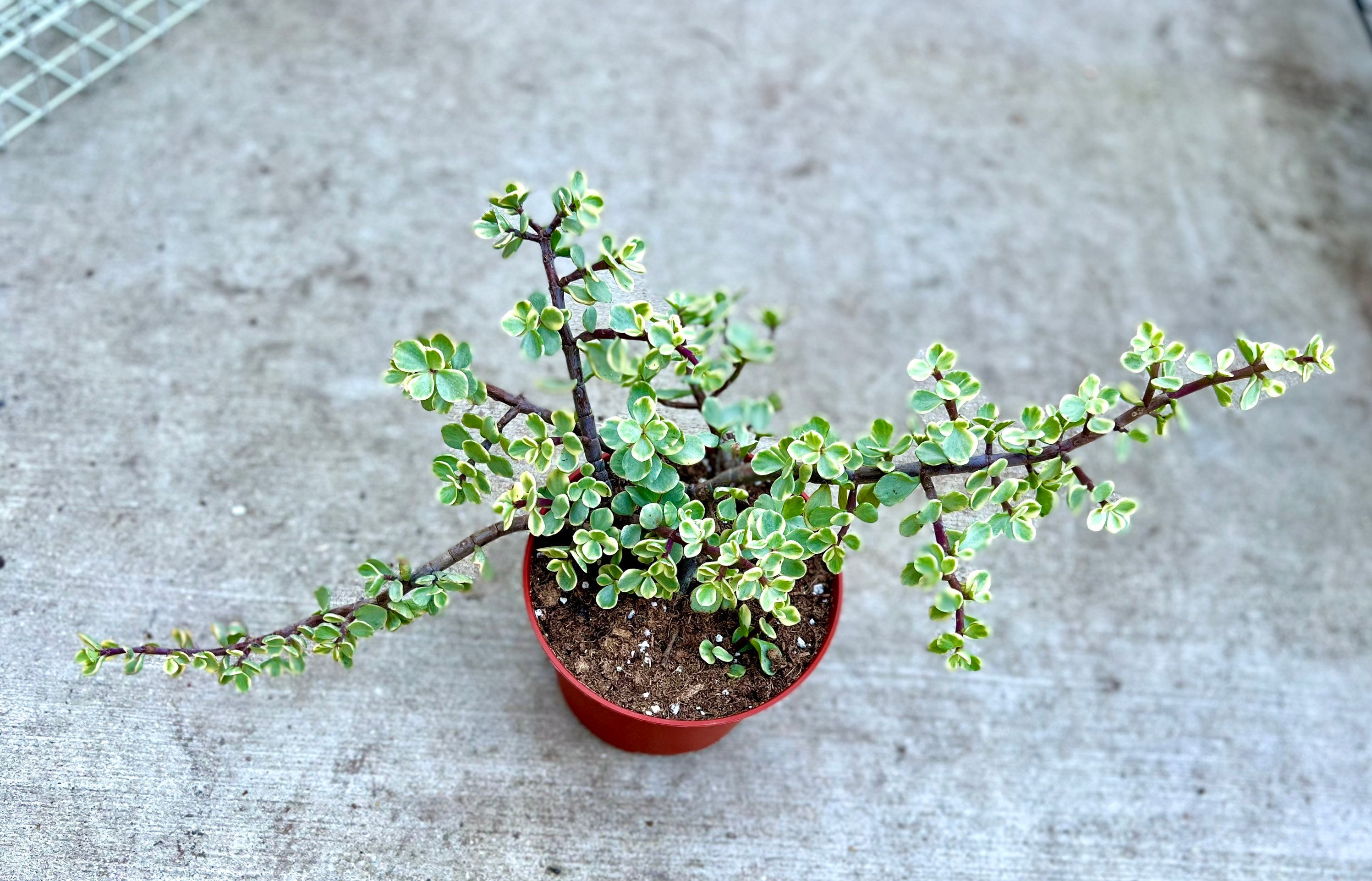 6” Pot XL Variegated Portulacaria Afra /rainbow Bush/ Easy Care