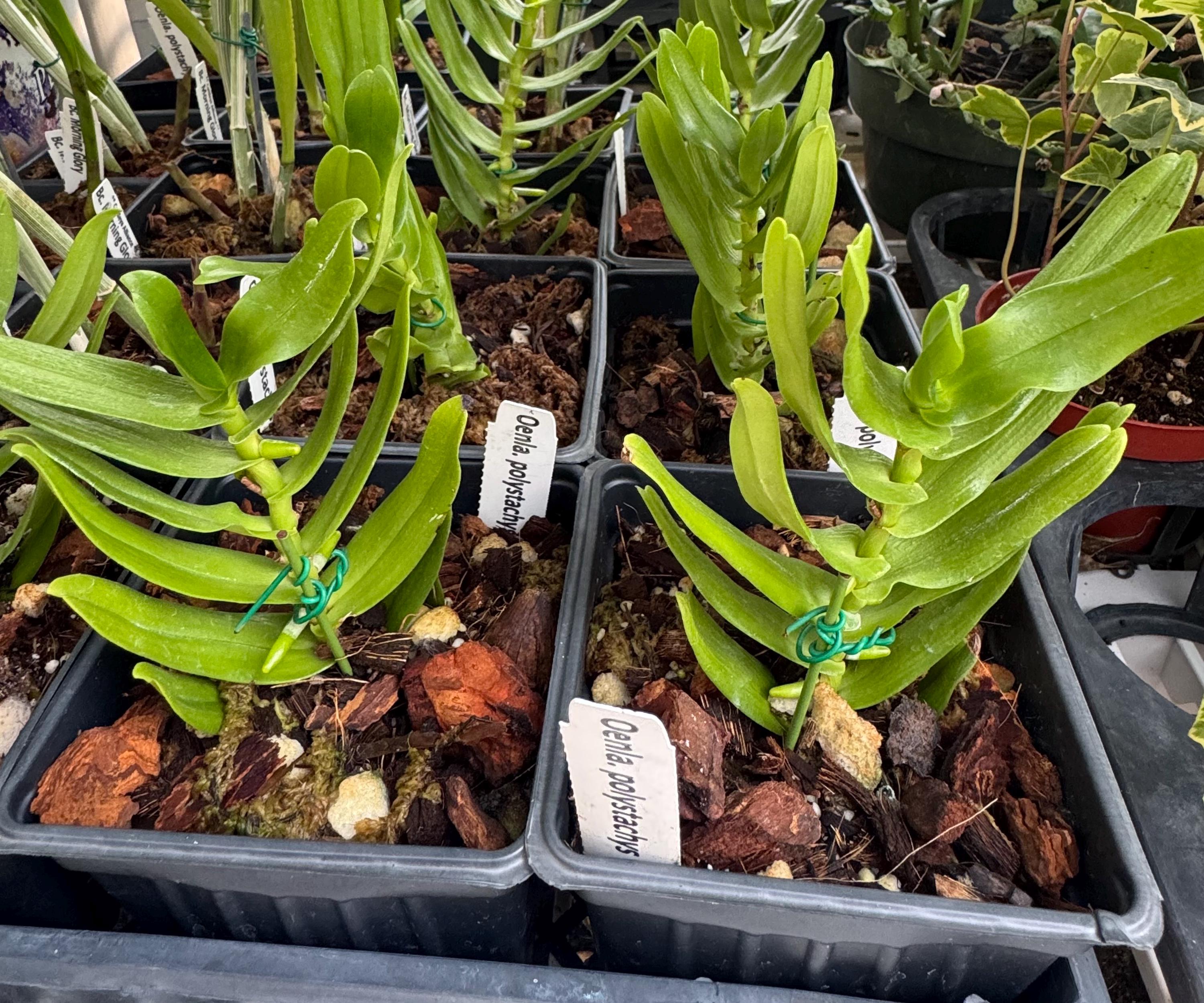 4” Pot Oeoniella. Polystachys/ Rare Orchid/ Fragrant Flowers/ Not