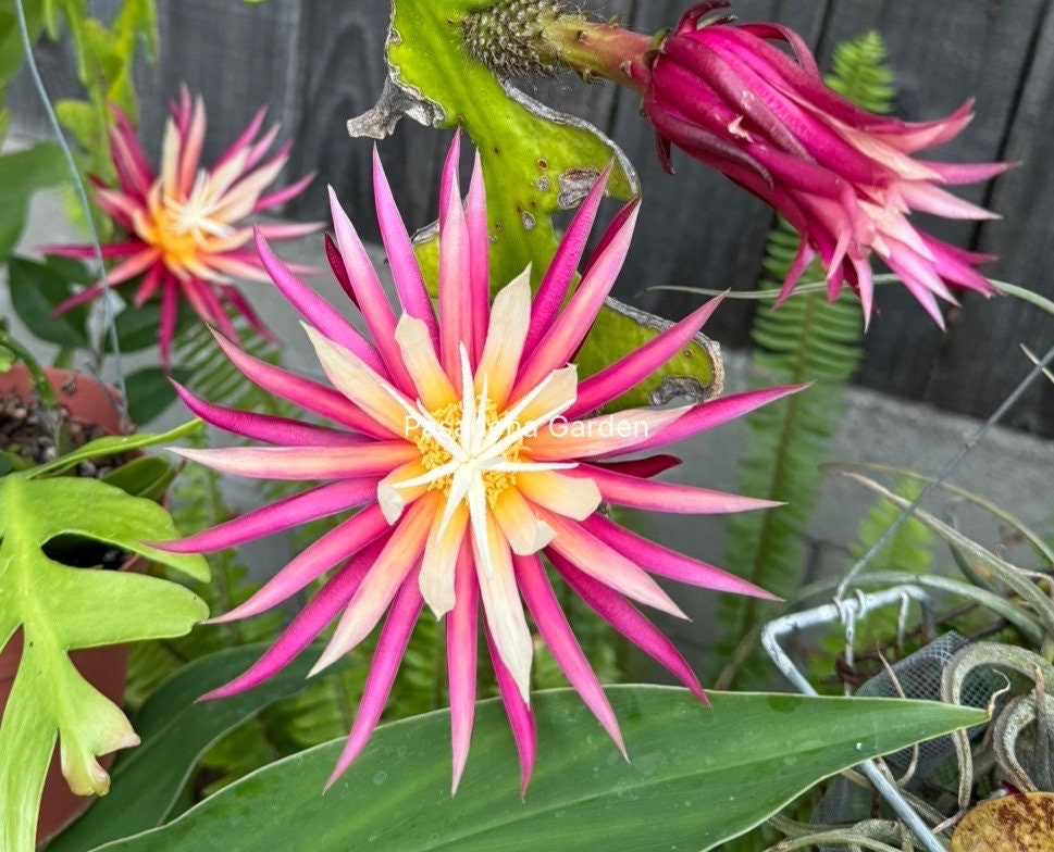 6” Pot Disocactus Anguliger/fishbone Cactus/zig Zag Cactus 6” Pot Disocactus Anguliger/fishbone Cactus/zig Zag Cactus