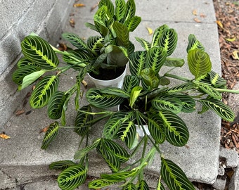 6” pot XXL Maranta Lemon Lime/prayer plant/ air purifier/ indoor plant/ easy care