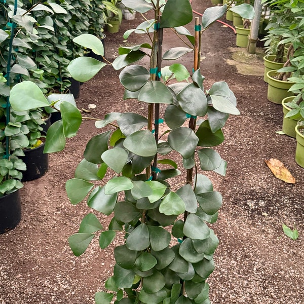 7ft tall Ficus triangularis tree/hard to find size/houseplant/indoor plant/office plant/Triangle ficus