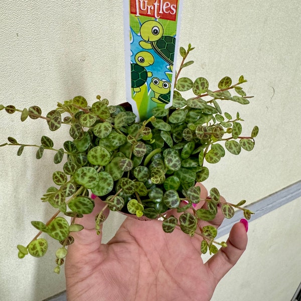 3 inch pot string of turtles live plant/Peperomia prostrata/lovely trailing plant/peperomia collection/Tropical plant