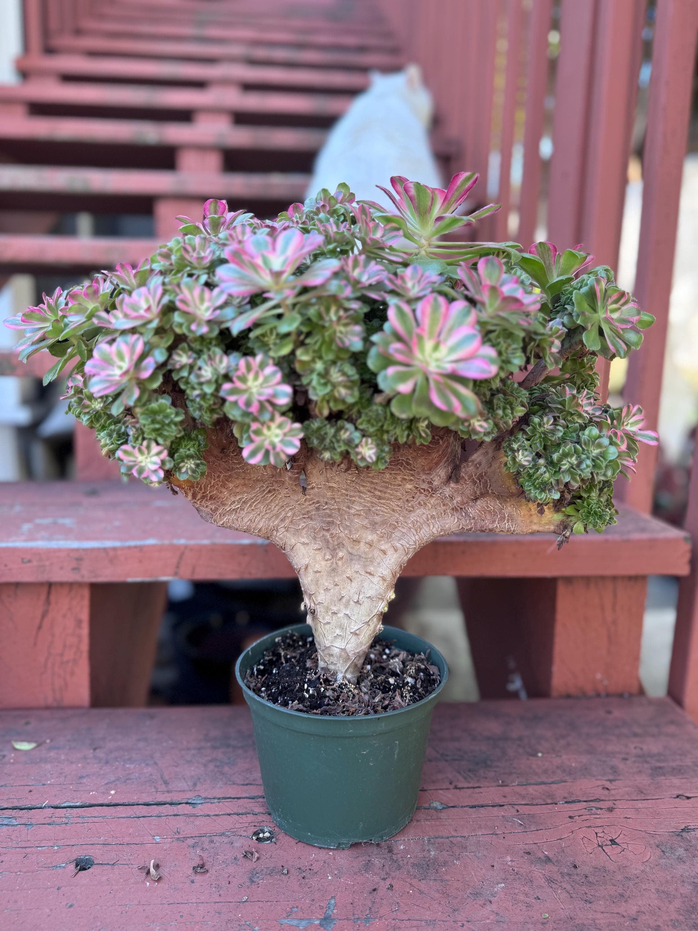 Crested Aeonium Pink Witch Live Plant/hard to Find Exact Plant A