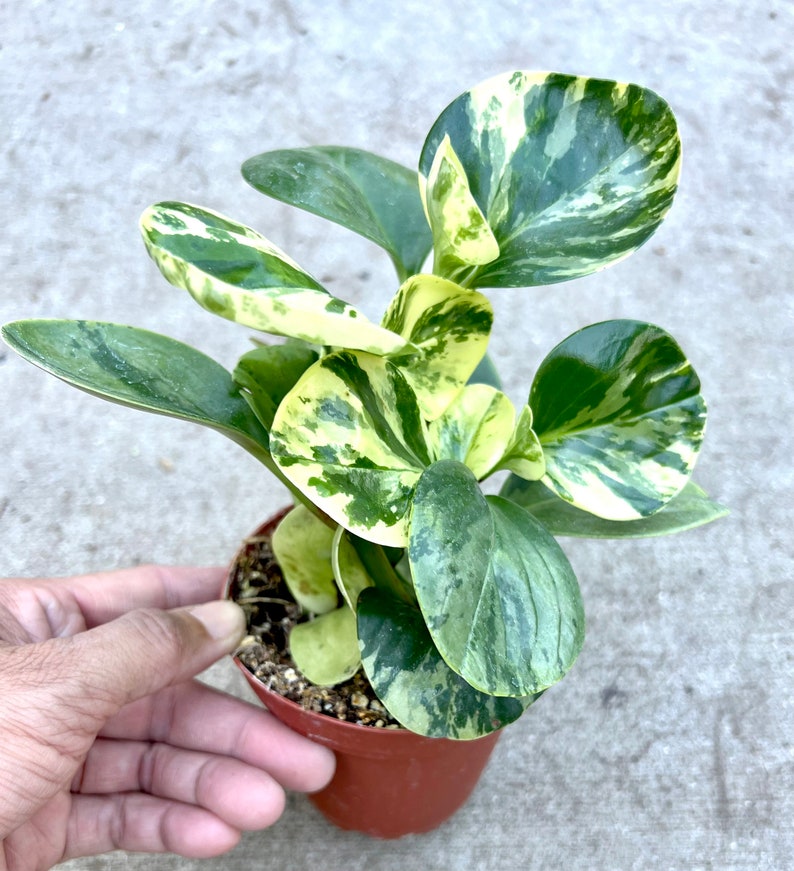 ships in 4 pot Peperomia Marble ships in 4 pot Peperomia Marble