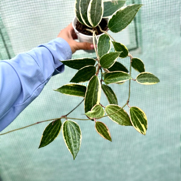 Hoya Plants for Sale Etsy