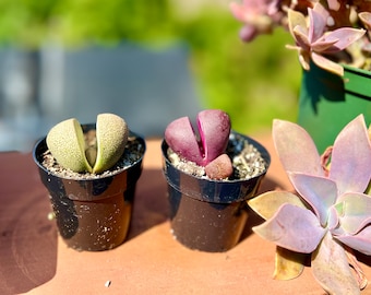 2.5” pot Pleiospilos nelii Royal Flush& split rock/Purple and green Split Rock/ rare succulent/NOT a bare roots