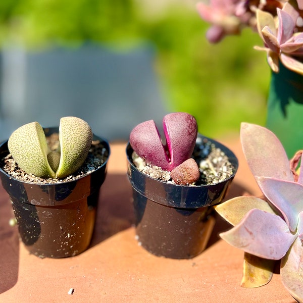 2.5” pot Pleiospilos nelii Royal Flush& split rock/Purple and green Split Rock/ rare succulent/NOT a bare roots