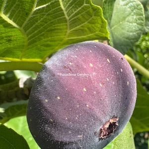 Op de afbeelding: Een close-up van een rijpe vijg, met een dieppaarse kleur met kleine gele vlekken. De vijg is gedeeltelijk open en onthult zijn binnenkant. Groene bladeren omringen de vrucht, met de tekst "Pasadena Garden" zichtbaar.