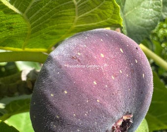 Higuera Black Mission en maceta de 5 galones, propagada por acodo aéreo/Tamaño de los frutos/Incluye frutos/Planta exacta