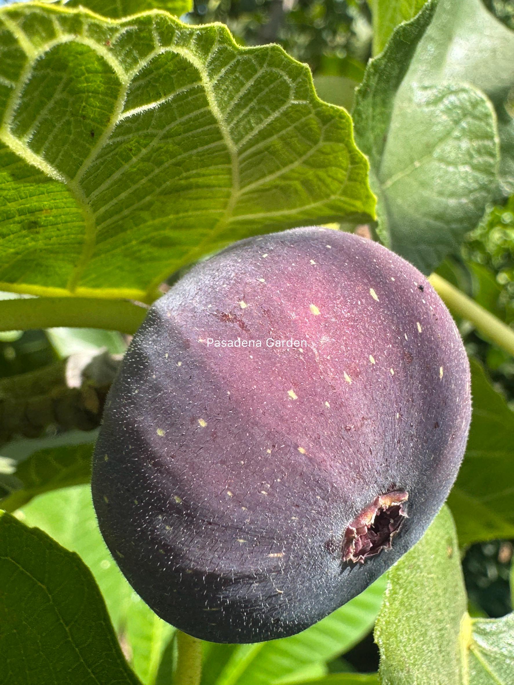 Black madeira fig - Etsy 日本